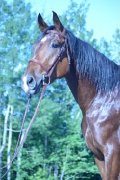 Super hongre Warmblood de 3 ans