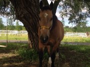 Demi pension sur cheval polyvalent ..master...