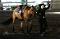 Cours d'équitation Western ou tour de poney 