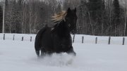 Magnifique pouliche Paint X Percheron, 4 ans     ...