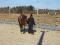 Jument quater horse 