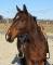 Jument quater horse 