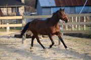 Jument quater horse 