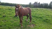 Cheval à vendre