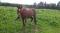 Cheval à vendre