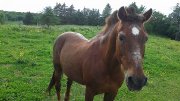 Cheval à vendre