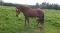Cheval à vendre