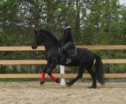 Cavalier interm. en dressage pour cheval 6 ans,...