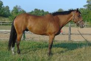 Hongre Polyvalent - Chasseur OU Sauteur