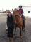pension pour chevaux dans la Beauce !