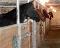 pension pour chevaux dans la Beauce !