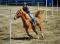 Cheval à vendre ou demi-pension !