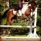 Tb x Paint guelding 6ans Doit Partir 