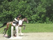 Tb x Paint guelding 6ans Doit Partir 