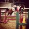 Tb x Paint guelding 6ans Doit Partir 