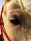 Demi-pension Paint palomino 