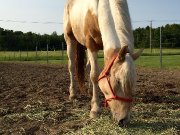 Demi-pension Paint palomino 