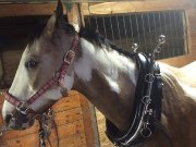 Paint flashy 11ans guilding