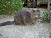 Trés beau chat à donner