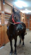 cheval canadien enr VENDU