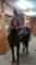 cheval canadien enr VENDU
