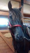 cheval canadien enr VENDU