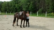cheval canadien enr VENDU