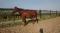 Large ponette offerte en tier ou demi-pension...