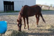 Large ponette offerte en tier ou demi-pension ST-BASILE