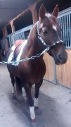 Large ponette offerte en tier ou demi-pension ST-BASILE
