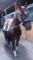 Large ponette offerte en tier ou demi-pension...