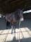 Schoolmaster jumper Holsteiner 