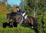 Schoolmaster jumper Holsteiner 