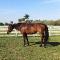 Schoolmaster jumper Holsteiner 
