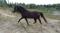 PRE trot