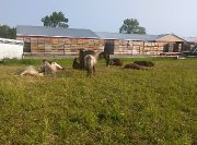 pension 12 min de Trois-Pistoles, 30 min de Riviere-du-loup - Bon matin!