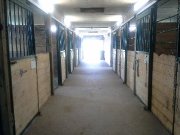 Demi-pension offert sur cheval de dressage Européen 