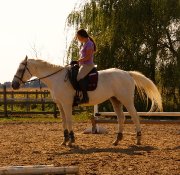 Demi-pension offert sur cheval de dressage Européen 