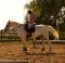 Demi-pension offert sur cheval de dressage...