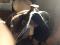 Selle australienne