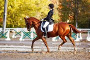 Superbe jument de dressage Oldenburg avec...