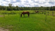 Pension de chevaux et chambre à louer sur place