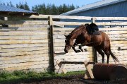 Reiner ou large poney