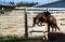 Reiner ou large poney