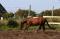 Reiner ou large poney