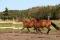 Reiner ou large poney