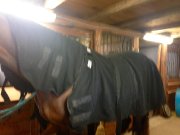 Divers équipements pour cheval et cavalier à vendre