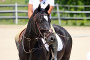 Sauteur poney CW exceptionnel (AERL/provincial)14'2"- 7ans