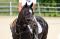 Sauteur poney CW exceptionnel...