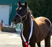 Sauteur poney CW exceptionnel (AERL/provincial)14'2"- 7ans